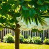 Catalpa