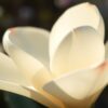 Magnolia susan