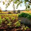 Wann sollte man tomaten pflanzen
