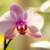 Wie pflegt man orchideen