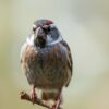 Wie sieht ein spatz aus