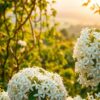 Wie sieht jasmin aus