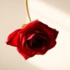Wie trocknet man eine rose