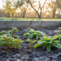 Stauden die im Boden überwintern in einem Gartenbeet