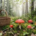 Pureamanita: Spezialisierte Naturprodukte aus Lettlands Wäldern