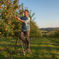 Obstbäume schneiden Technik und Zeitpunkt