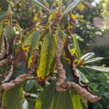 Rhododendron-Phytophthora Symptome an Blättern