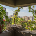 Taubennest auf Balkon erkennen